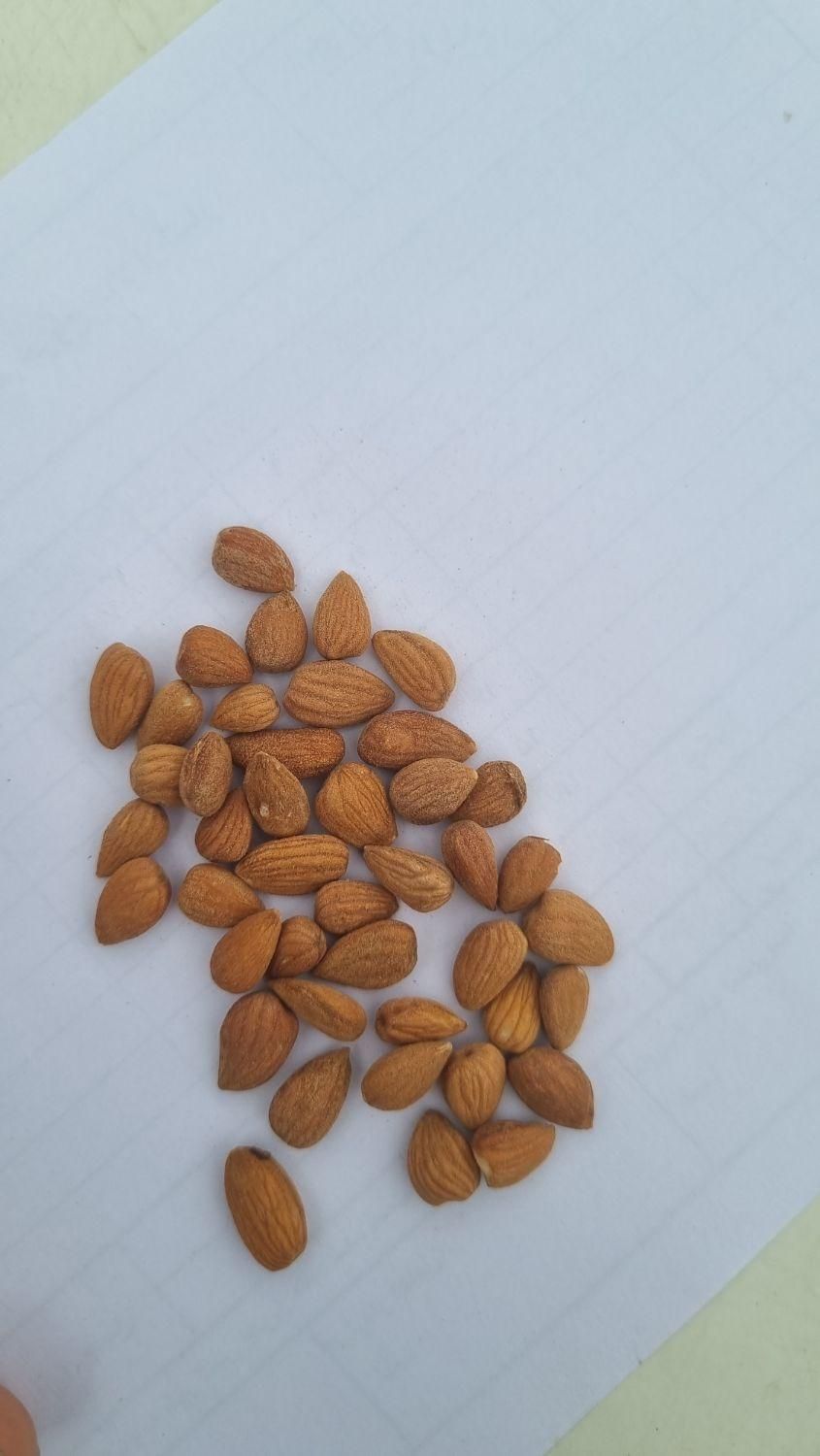 مغز بادام تلخ کوهی روغن گیری|عمده‌فروشی|تهران, شهرک امیرالمومنین|دیوار