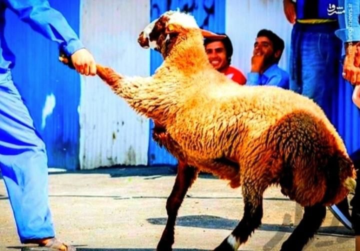 انواع گوسفند‌ محلی چاق بره نذری|حیوانات مزرعه|قم, ارم|دیوار