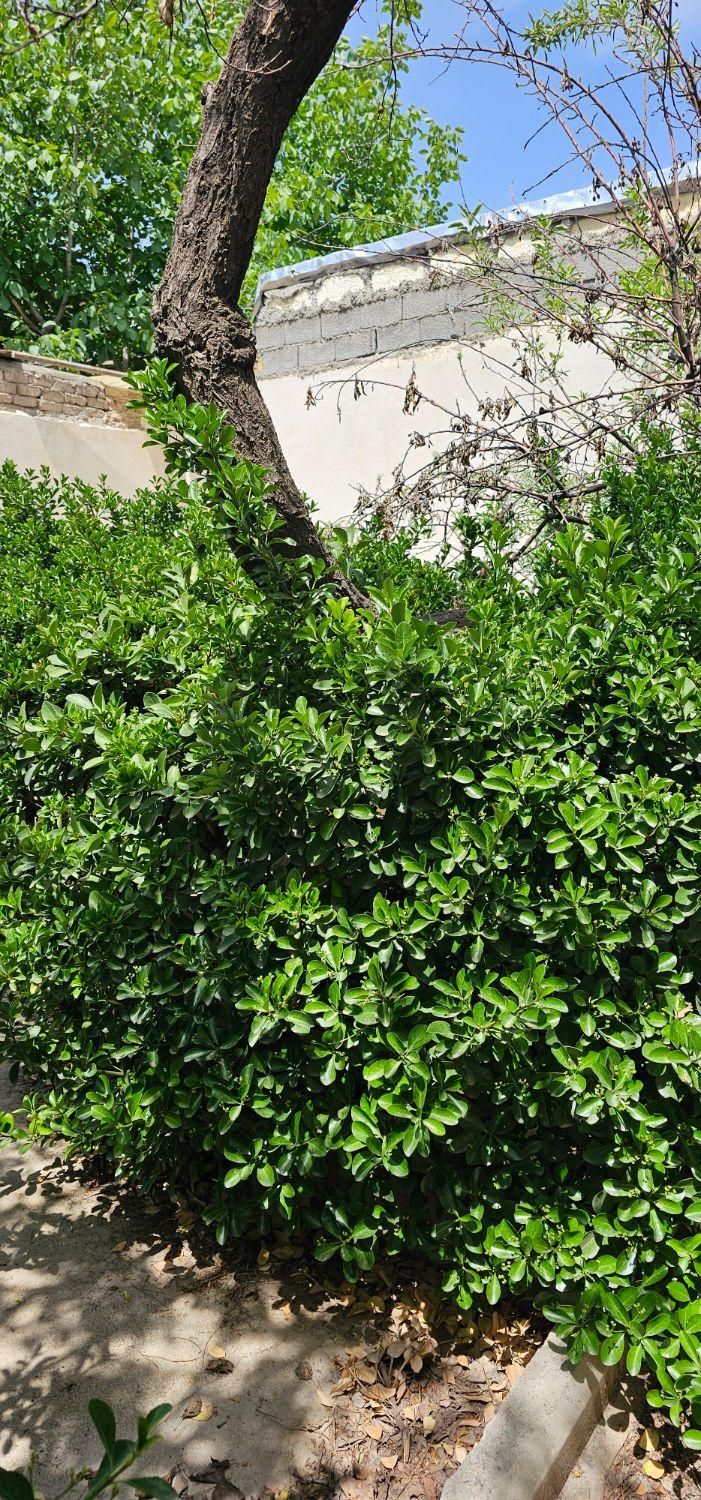 باغ ویلا سندتکبرگ کنتورآب برق گازشهری|فروش خانه و ویلا|هشتگرد, شهرک راه آهن|دیوار