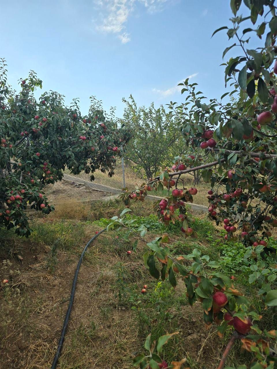 ویلا باغ دارای آب برق گاز در اهر 4200متر|فروش خانه و ویلا|تبریز, |دیوار