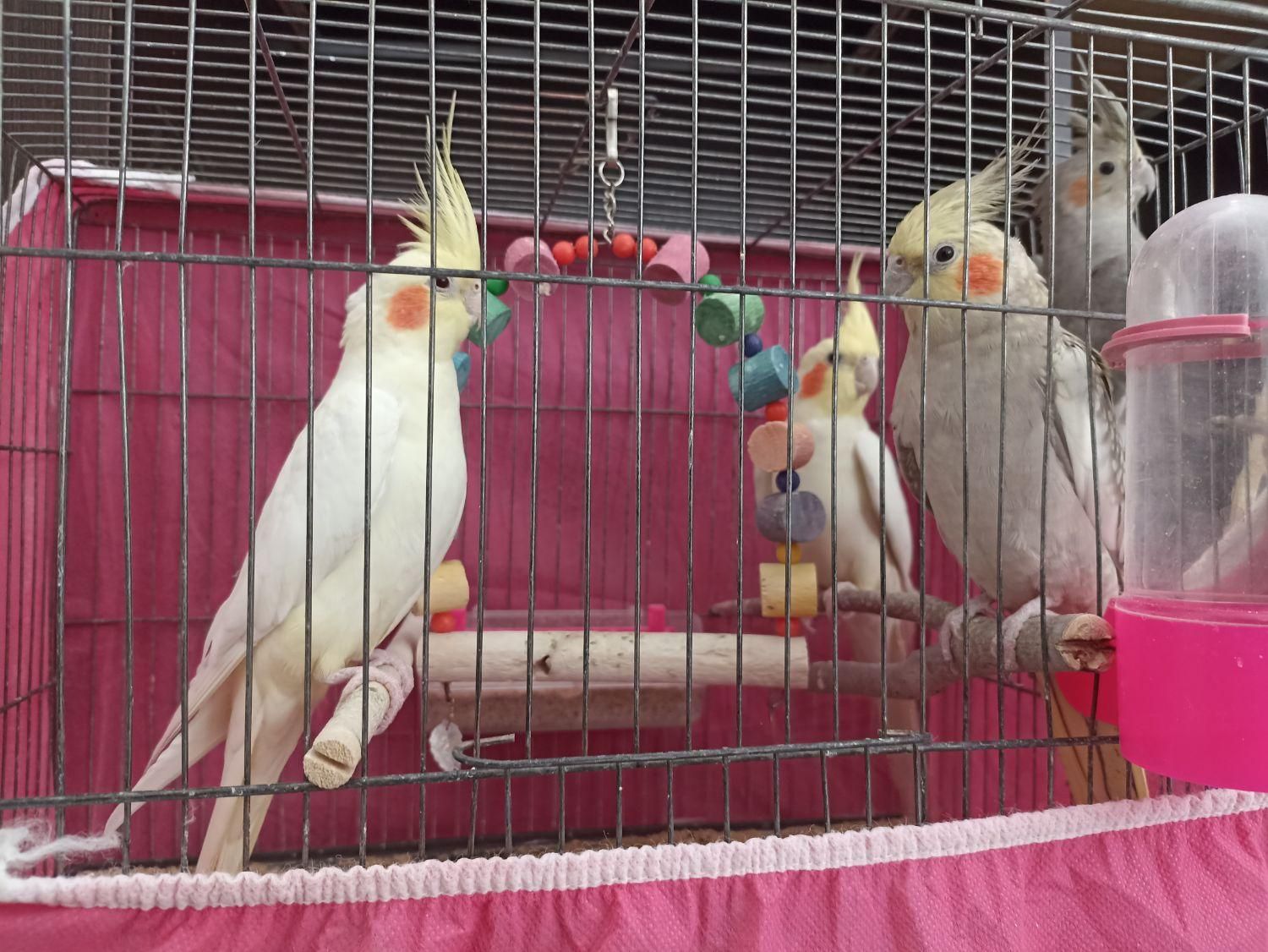 عروس هلندی|پرنده|فولادشهر, مسکن مهر فولادشهر|دیوار