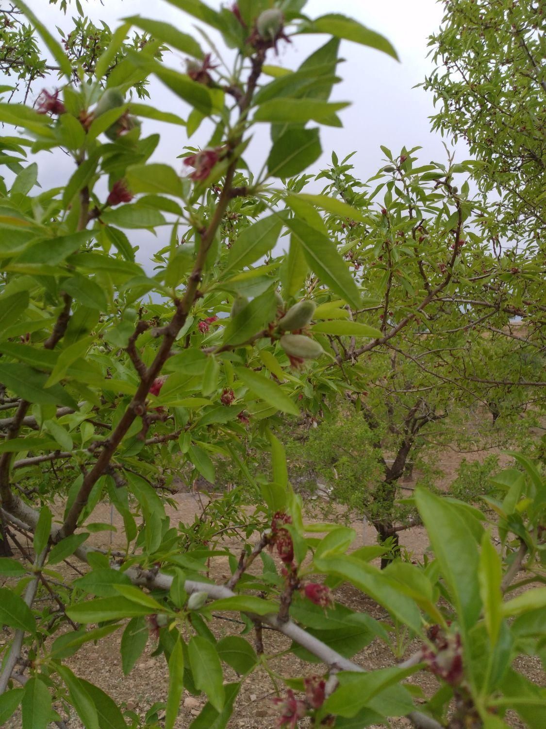 باغ بادرختان باربده بادام بافنس محدوده پل زمانخان|فروش دفتر صنعتی، کشاورزی، تجاری|شهرکرد, |دیوار