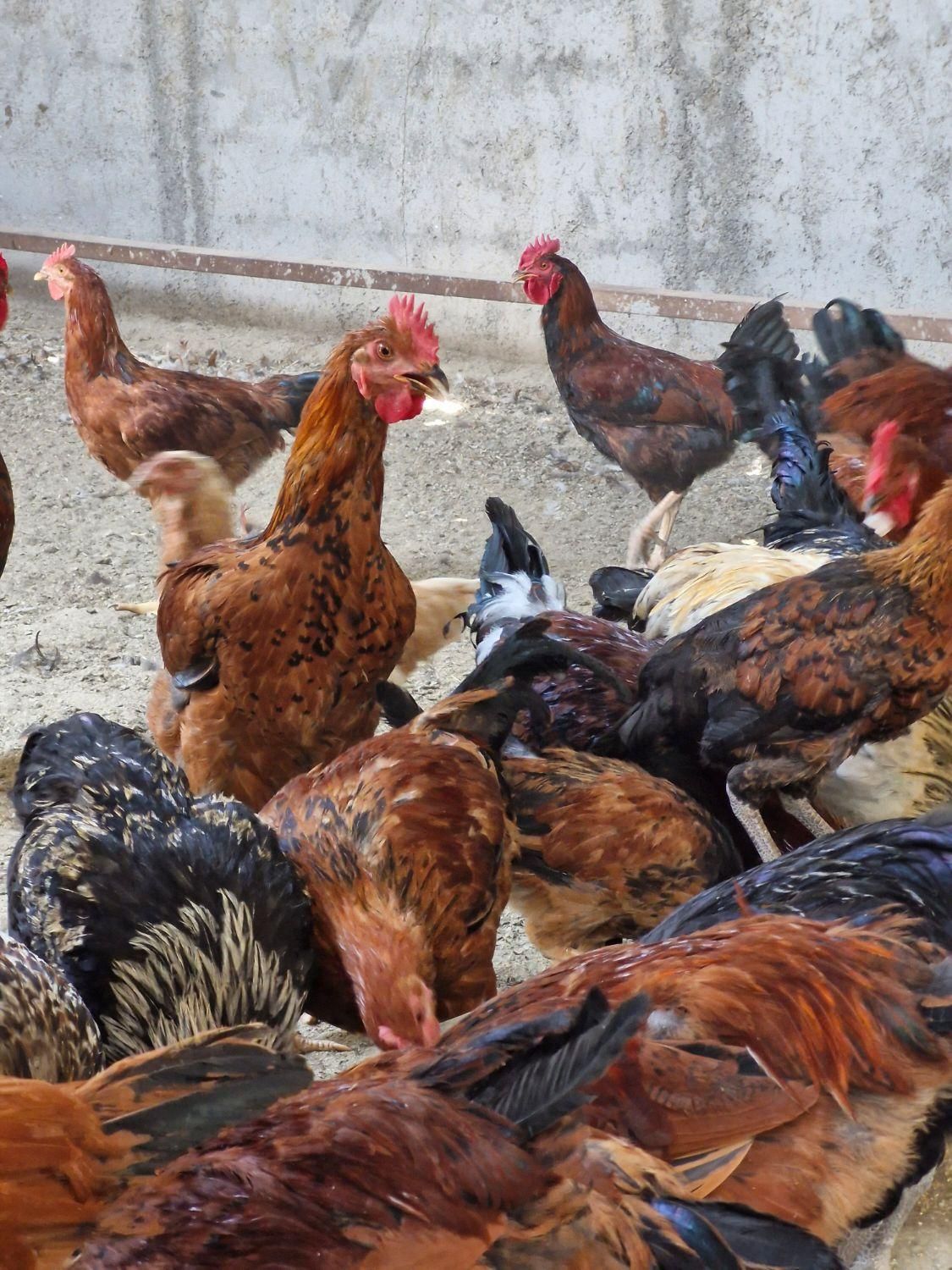 نیمچه جوجه مرغ محلی.گلین . بوقلمون . غاز . اردک|حیوانات مزرعه|شهریار, شهریار|دیوار