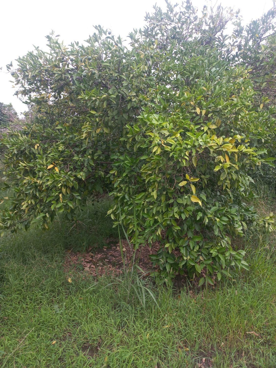 باغ یک هکتاری امتیاز آب و برق کوچکسرا|فروش دفتر صنعتی، کشاورزی، تجاری|قائمشهر, |دیوار