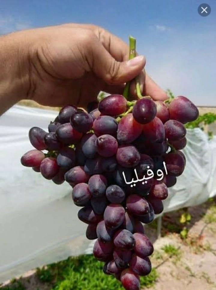 نهال انگور خارجی وارداتی بر محصول و زیبا ۸۰ گونه|خدمات باغبانی و درختکاری|مشهد, وکیل‌آباد|دیوار