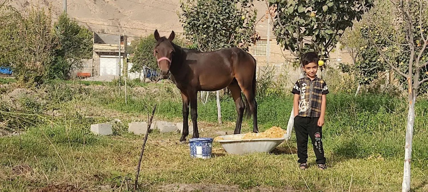 کره اسب نریون1ساله آرام  معاوضه با موتور یا گوسفند|اسب و تجهیزات اسب‌سواری|مشهد, ایثارگران|دیوار
