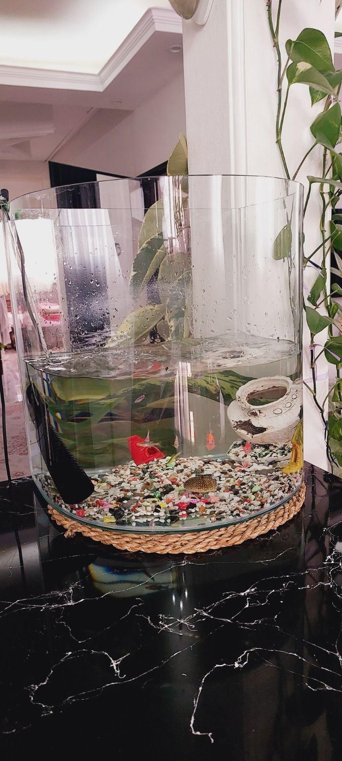 آکواریوم با ماهی های رایگان به توضیحات دقت کنید|ماهی|تهران, کرمان|دیوار