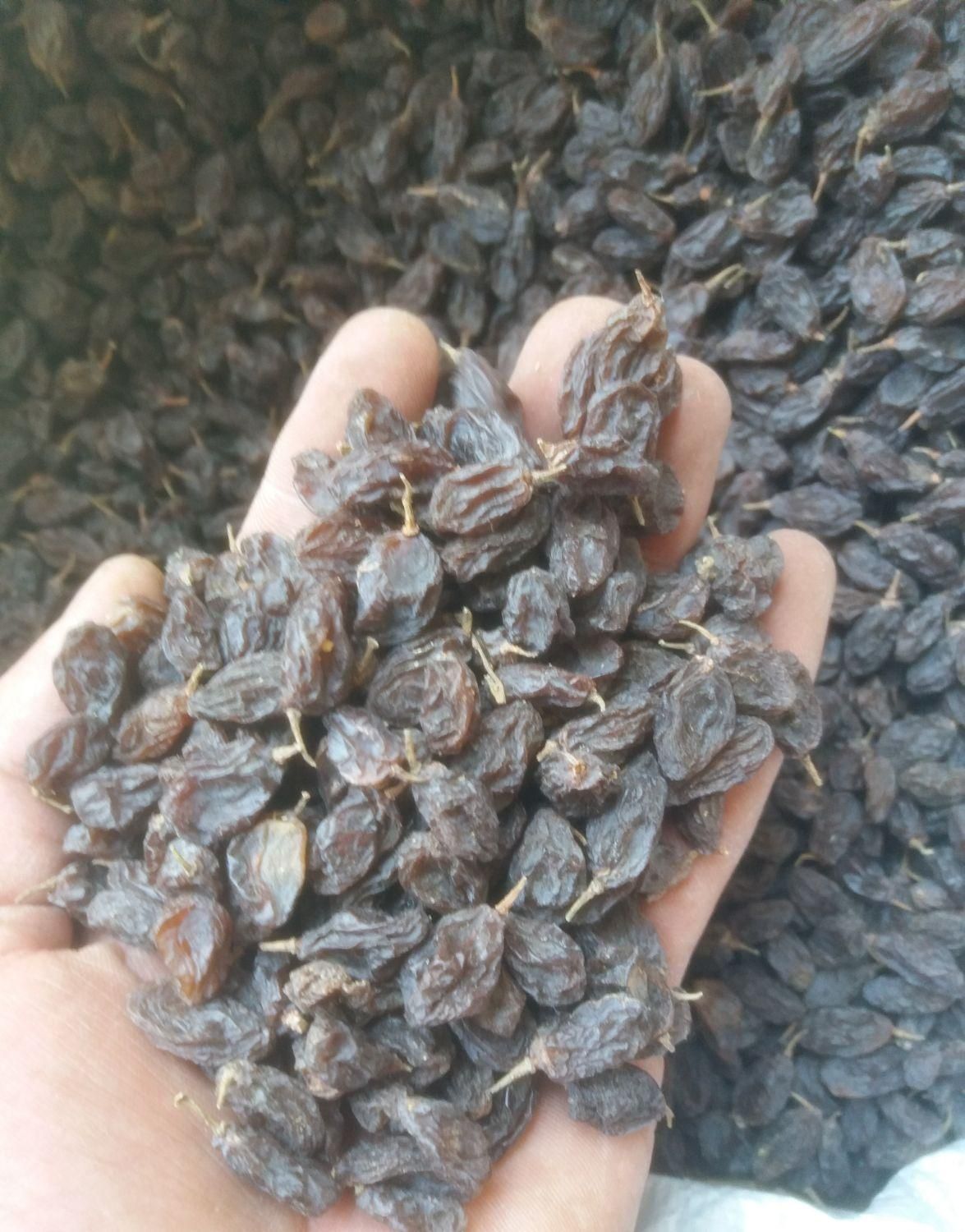 کشمش و مویز افتابی بیضا|خوردنی و آشامیدنی|بیضا, |دیوار