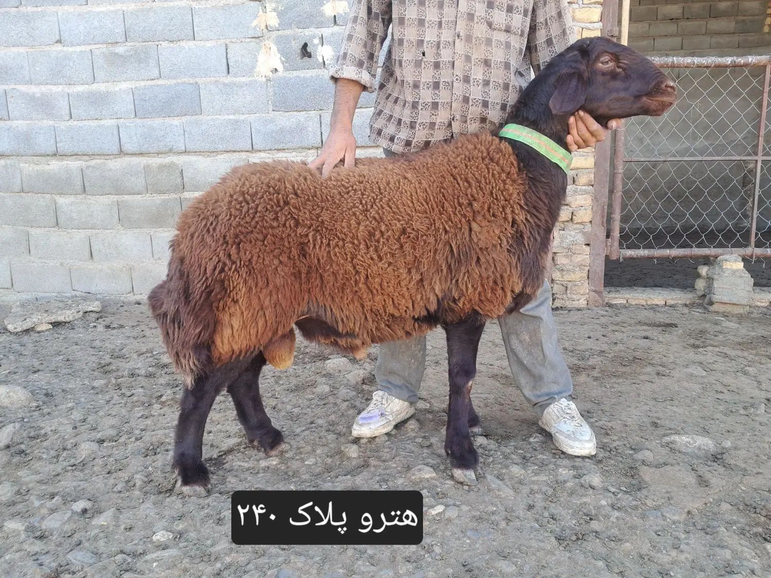 قوچ هترو زیگوت (چندقلوزایی)|حیوانات مزرعه|مشهد, امام رضا (ع)|دیوار