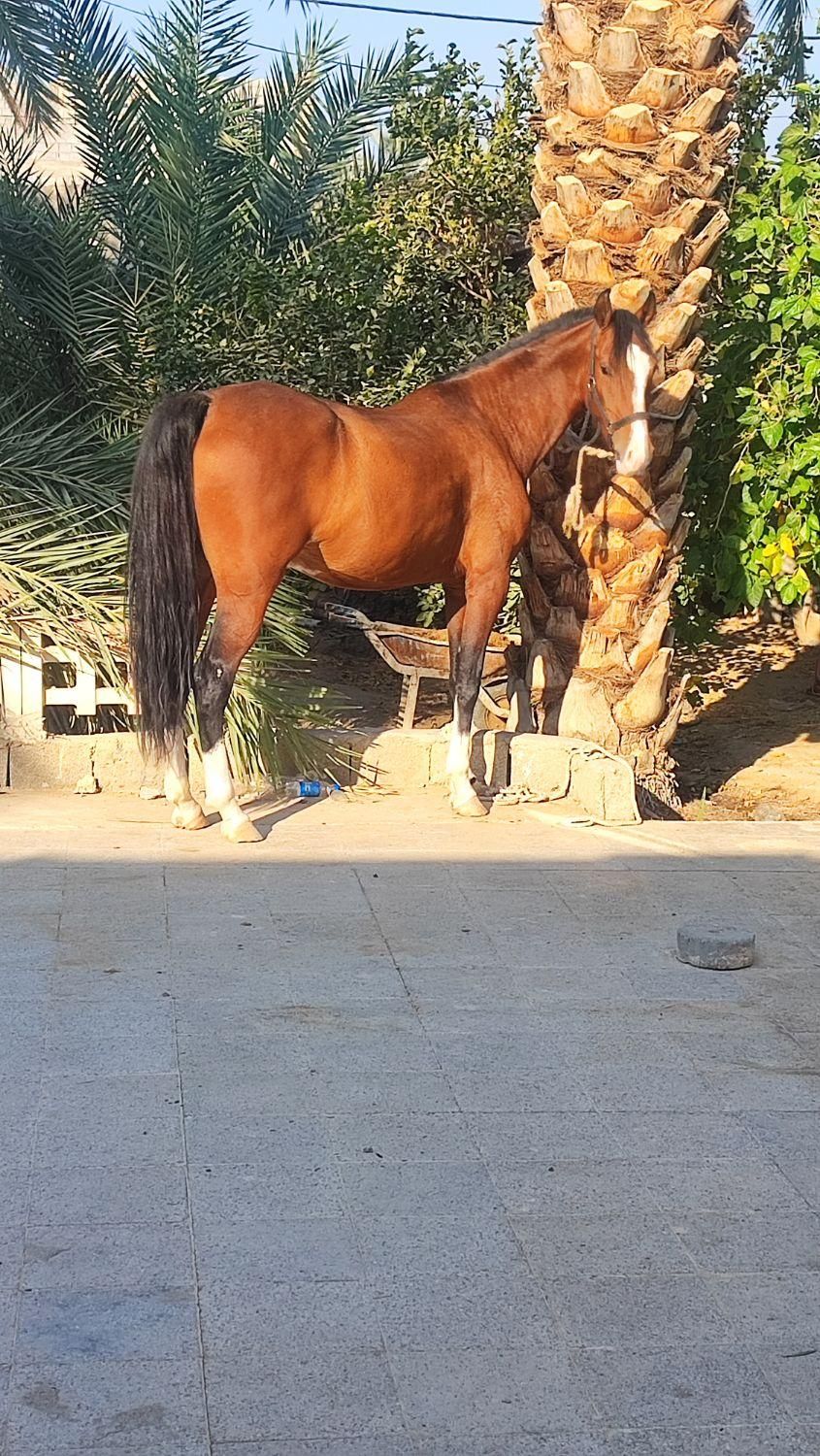 اسب ما‌یون درهشوری|اسب و تجهیزات اسب‌سواری|بوشهر, |دیوار