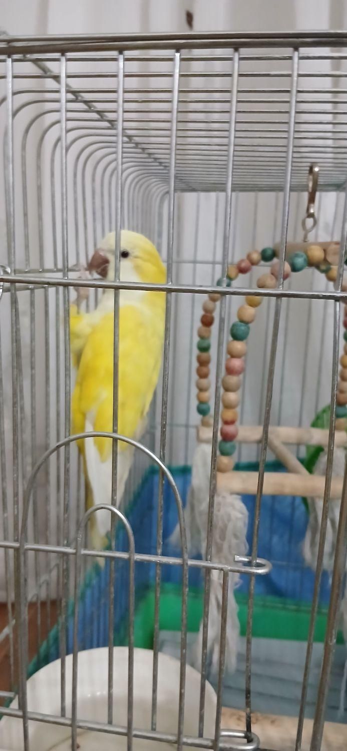 پرنده راهب زرد سخنگو (توضیحات خونده بشه)|پرنده|دورود, |دیوار