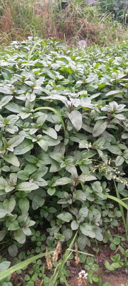 نعناع محلی|خوردنی و آشامیدنی|صومعه‌سرا, |دیوار