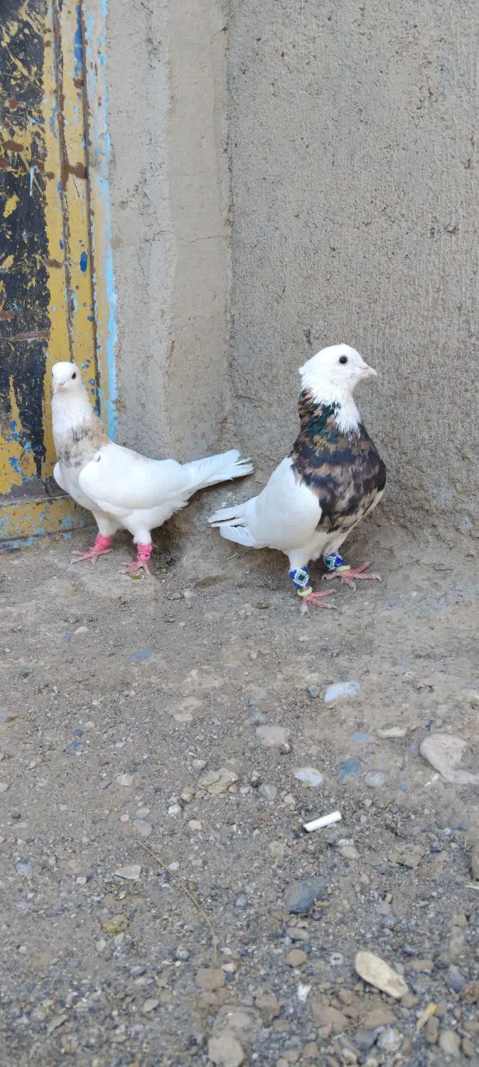 طوقی|پرنده|مشهد, ده دی|دیوار