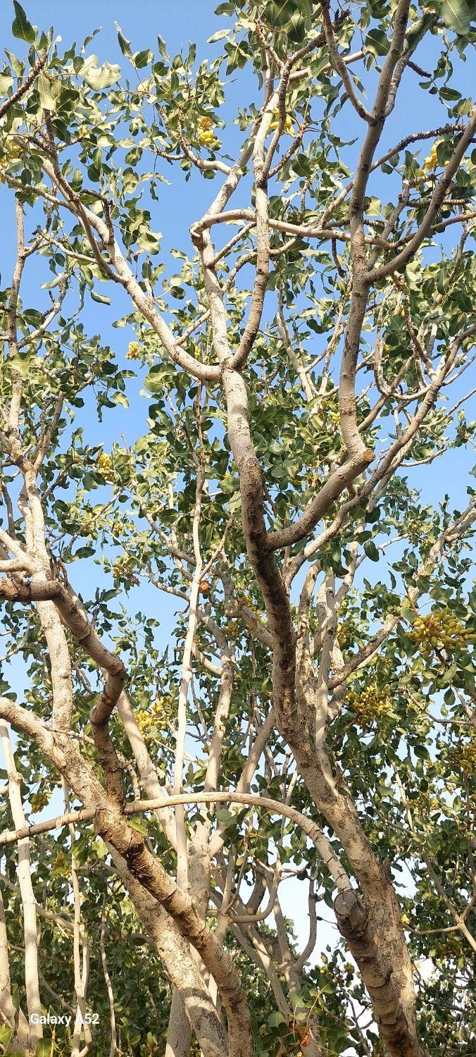 زمین پسته زار ۲۰۰۰ مترمربع ، بفروئیه میبد|فروش دفتر صنعتی، کشاورزی، تجاری|یزد, |دیوار