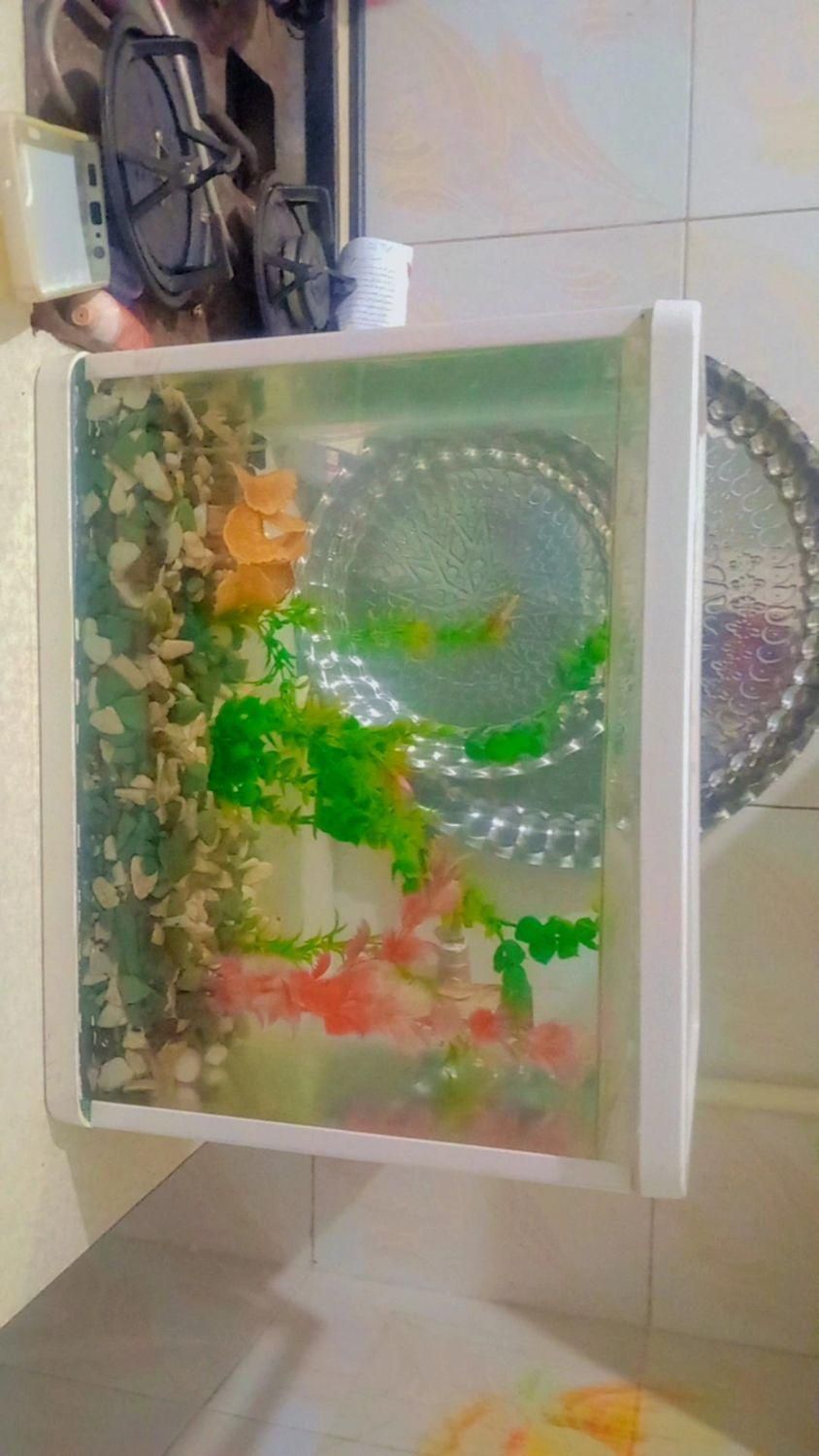 اکواریوم|ماهی|زاهدان, |دیوار