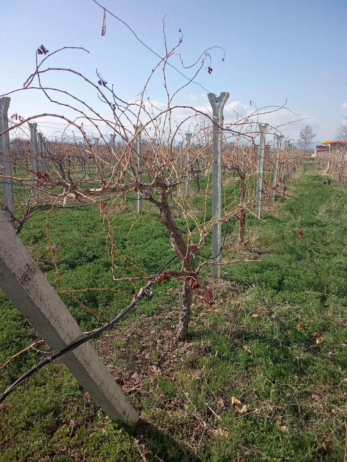 کارگر باغ و باغبانی بیل زنی نظافت باغ|خدمات باغبانی و درختکاری|ارومیه, |دیوار