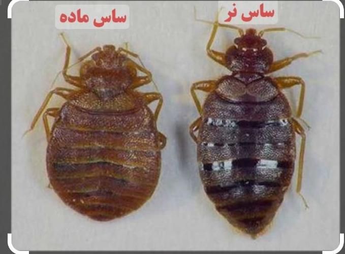 سمپاشی سم پاشی سراسر قم شبانه روزی تضمین شده|خدمات نظافت|قم, پردیسان|دیوار
