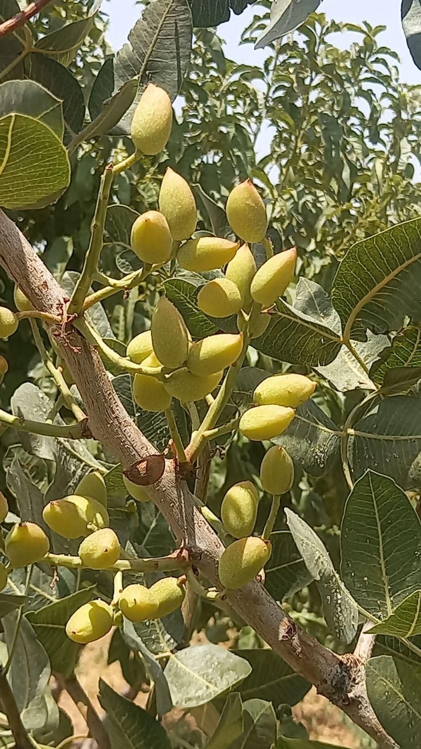 زمین ۱۱۱۲ متر ۴ قواره ویلایی/ باغی لب راه اصلی|فروش زمین و ملک کلنگی|لاهیجان, انقلاب|دیوار