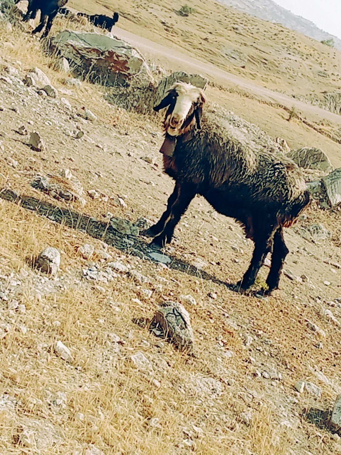 میش بره نر|حیوانات مزرعه|اندیکا, |دیوار