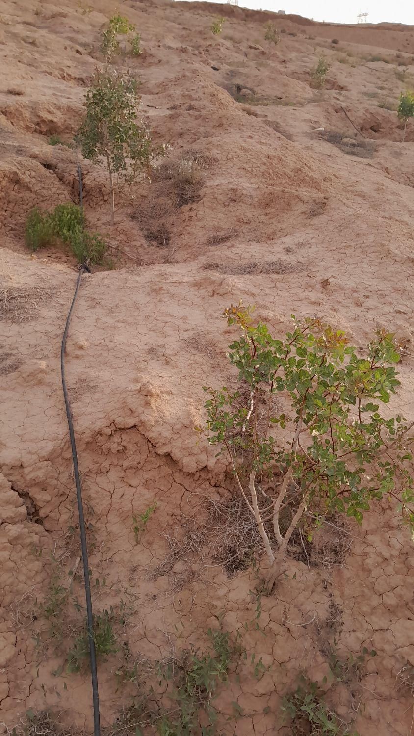 فروش زمین کشاورزی|فروش دفتر صنعتی، کشاورزی، تجاری|تهران, گمرک|دیوار