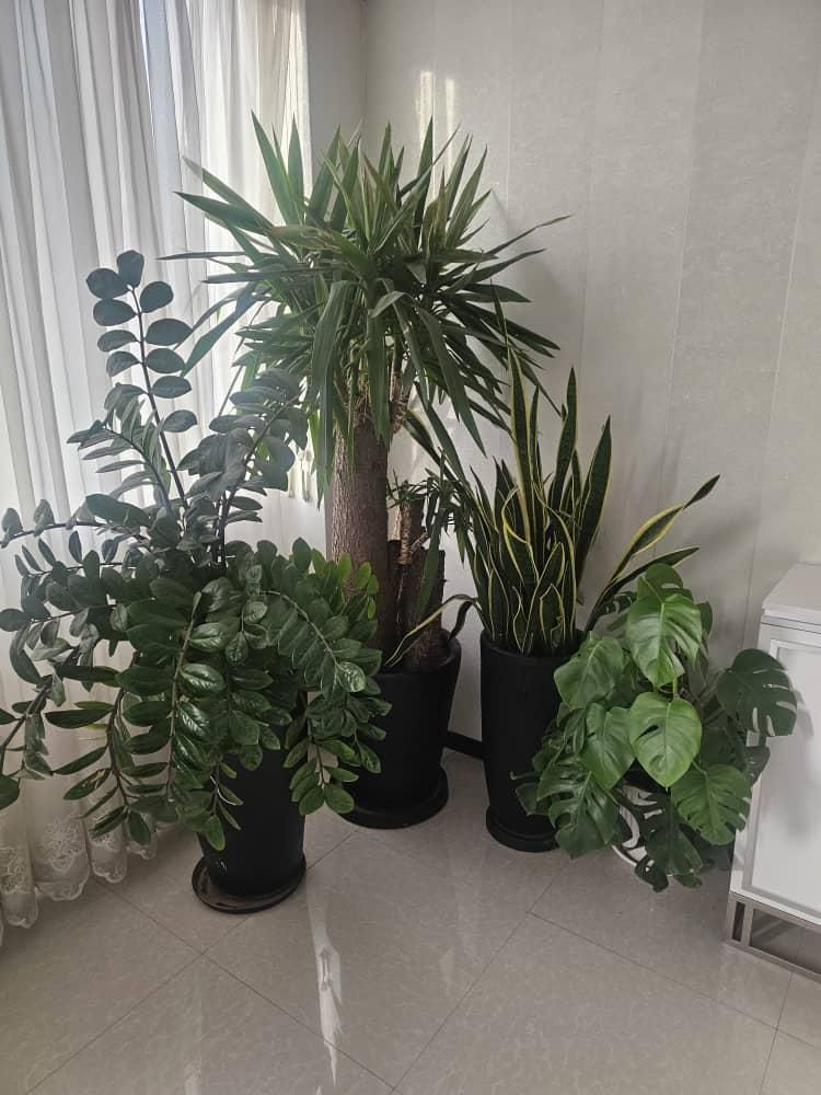 خدمات رسیدگی گل درمحل ۱۵ سال تجربه تعویض خاک گلدان|خدمات باغبانی و درختکاری|تهران, نیاوران|دیوار