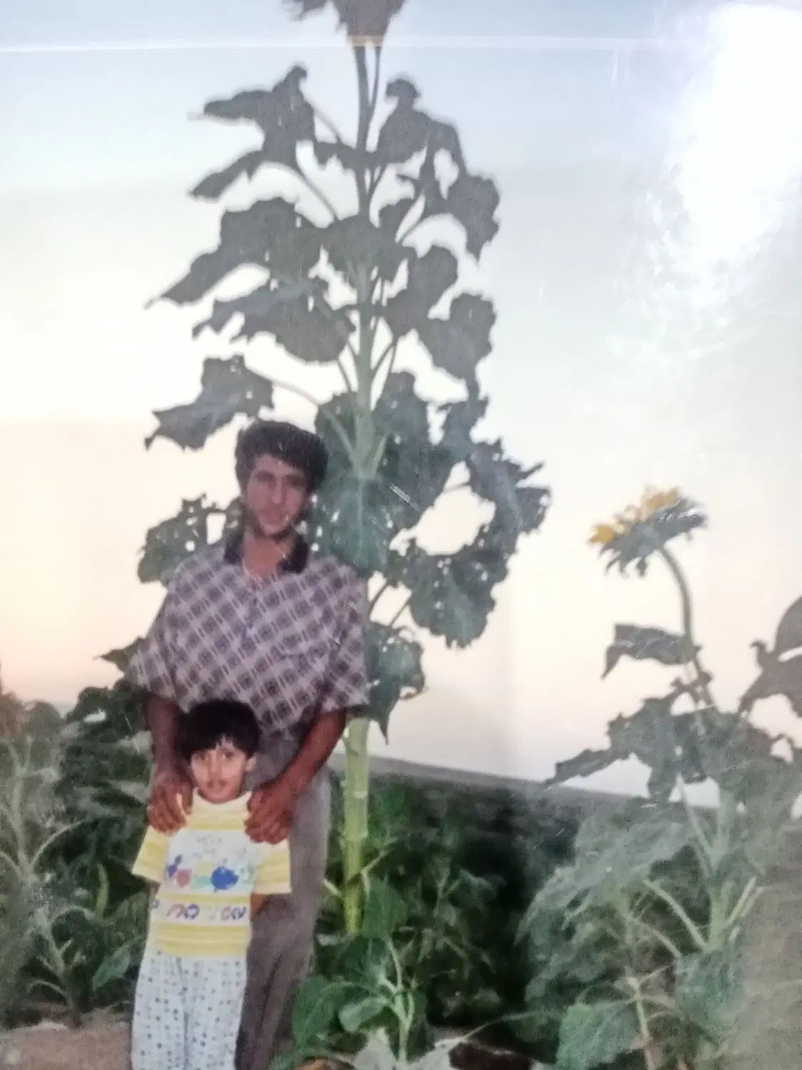 اجاره زمین کشاورزی/25 هکتار/چاه برقی/شهرستان سرخس|اجارهٔ دفتر صنعتی، کشاورزی، تجاری|مشهد, فرودگاه|دیوار