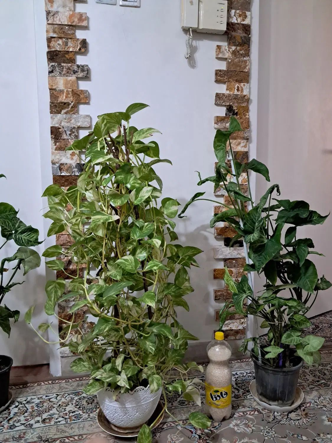گل پتوس سینگونیم سینگونیوم فیلودنترون فیلودندرون|گل و گیاه طبیعی|اندیشه, اندیشه فاز ۱|دیوار
