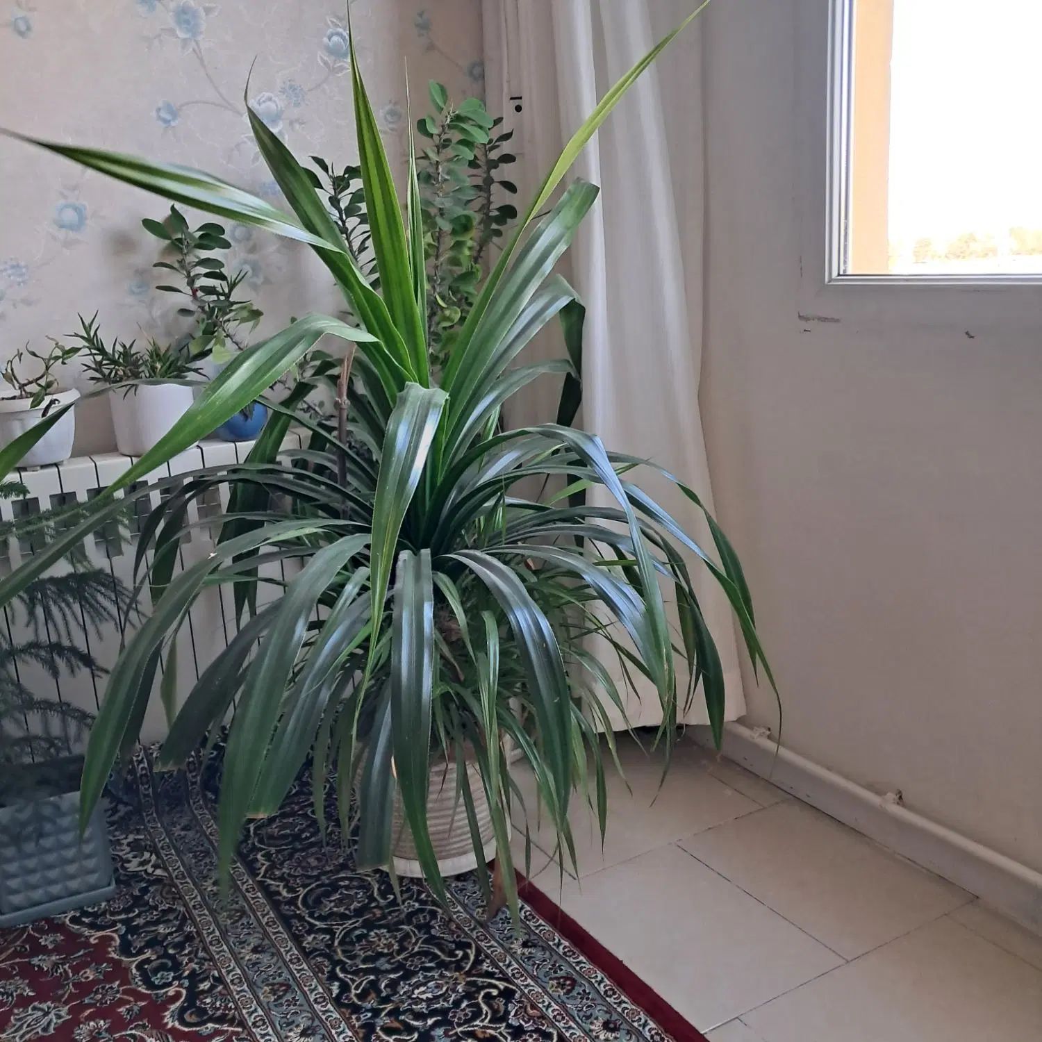 گل پاندادوس|گل و گیاه طبیعی|مشهد, شهرک صنعتی مشهد|دیوار