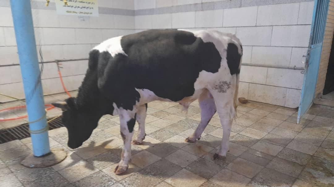 قصابی شبانه روزی|خدمات پذیرایی، مراسم|اراک, |دیوار