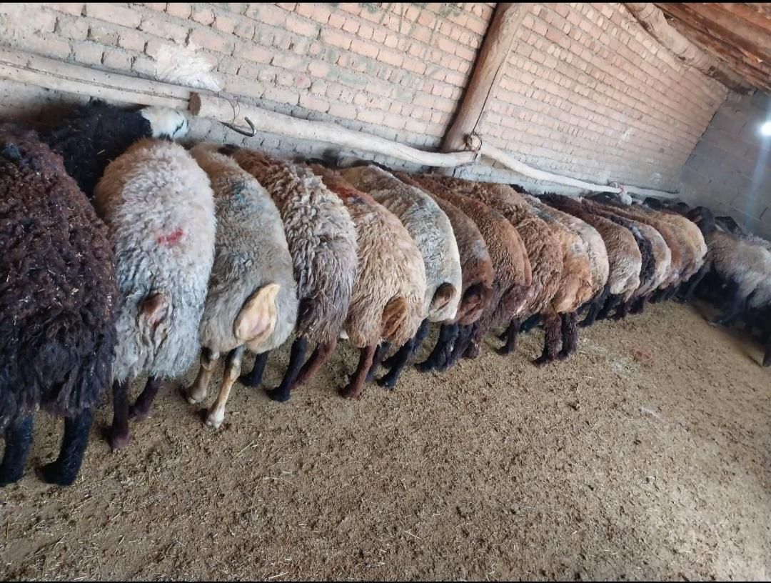 دامداری قدس مشهد گوسفند زنده|حیوانات مزرعه|مشهد, آزادشهر|دیوار