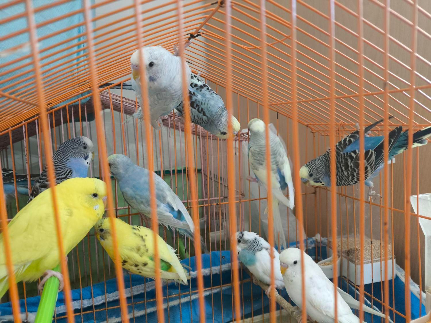 مرغ عشق از بالغ تا جوجه تازه دون خور|پرنده|رشت, دیانتی|دیوار
