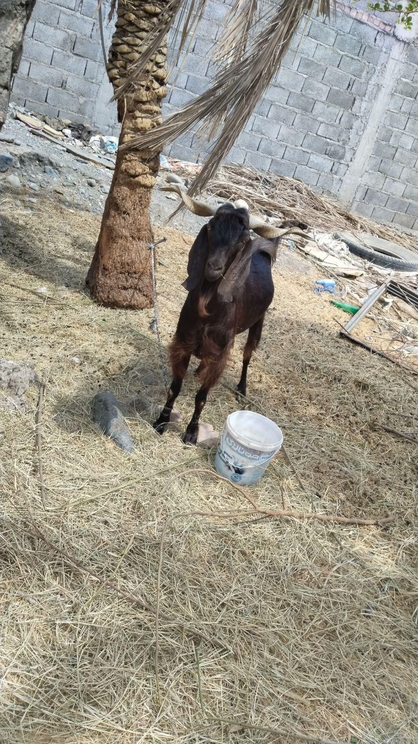 نری|حیوانات مزرعه|جیرفت, |دیوار