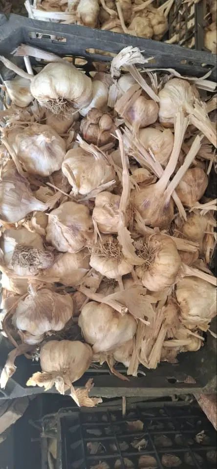 سیر خشک همدان|خوردنی و آشامیدنی|کرج, محمود آباد|دیوار
