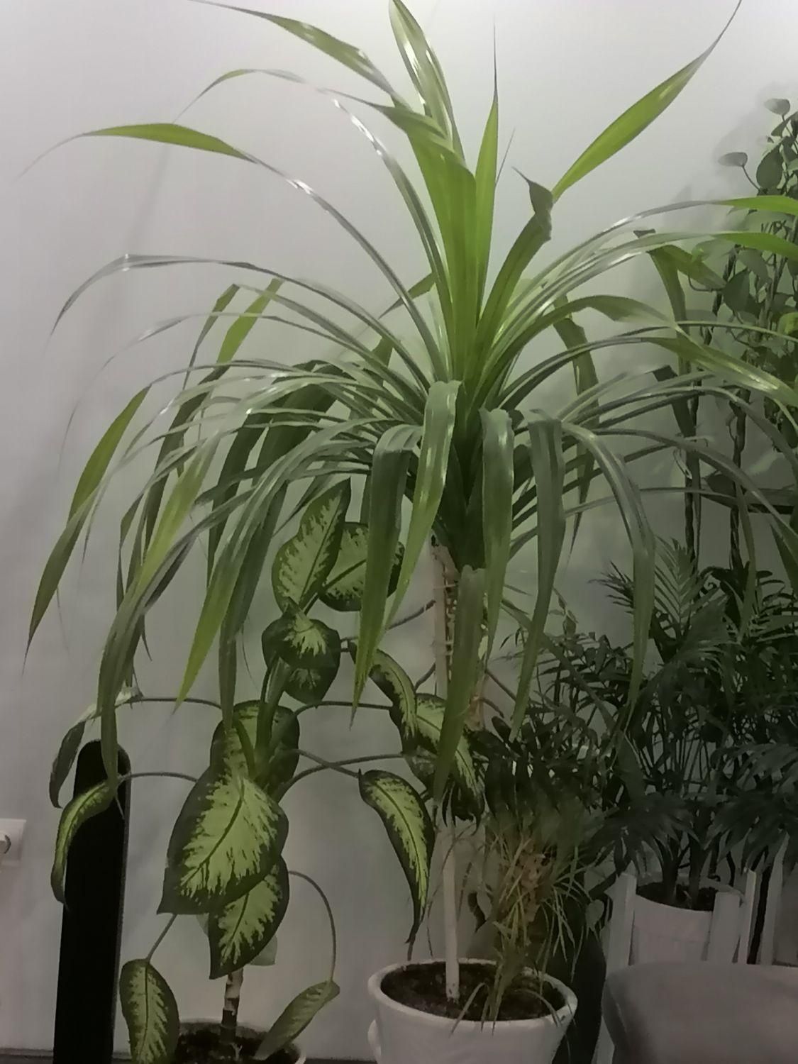 گلهای سر سبز وشاداب آپارتمانی|گل و گیاه طبیعی|شیراز, شهرک والفجر|دیوار