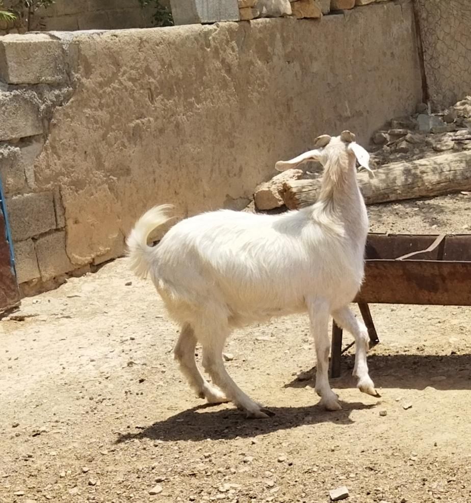 بز دورگ پاکستانی|حیوانات مزرعه|شیروان (خراسان), |دیوار