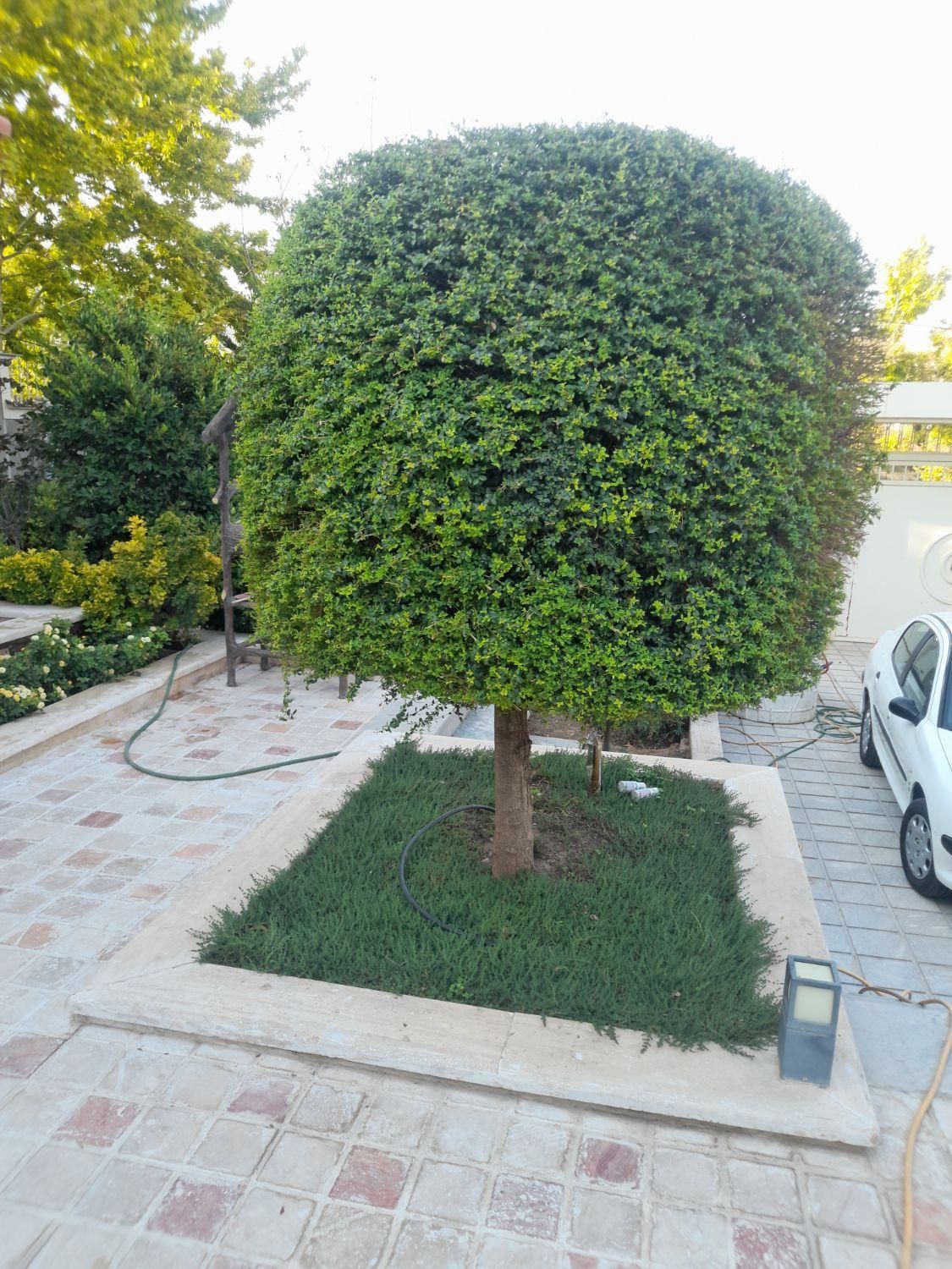 باغبانی هرس سم پاشی بریدن درختان بااره موتوری|خدمات باغبانی و درختکاری|شیراز, آزادگان|دیوار