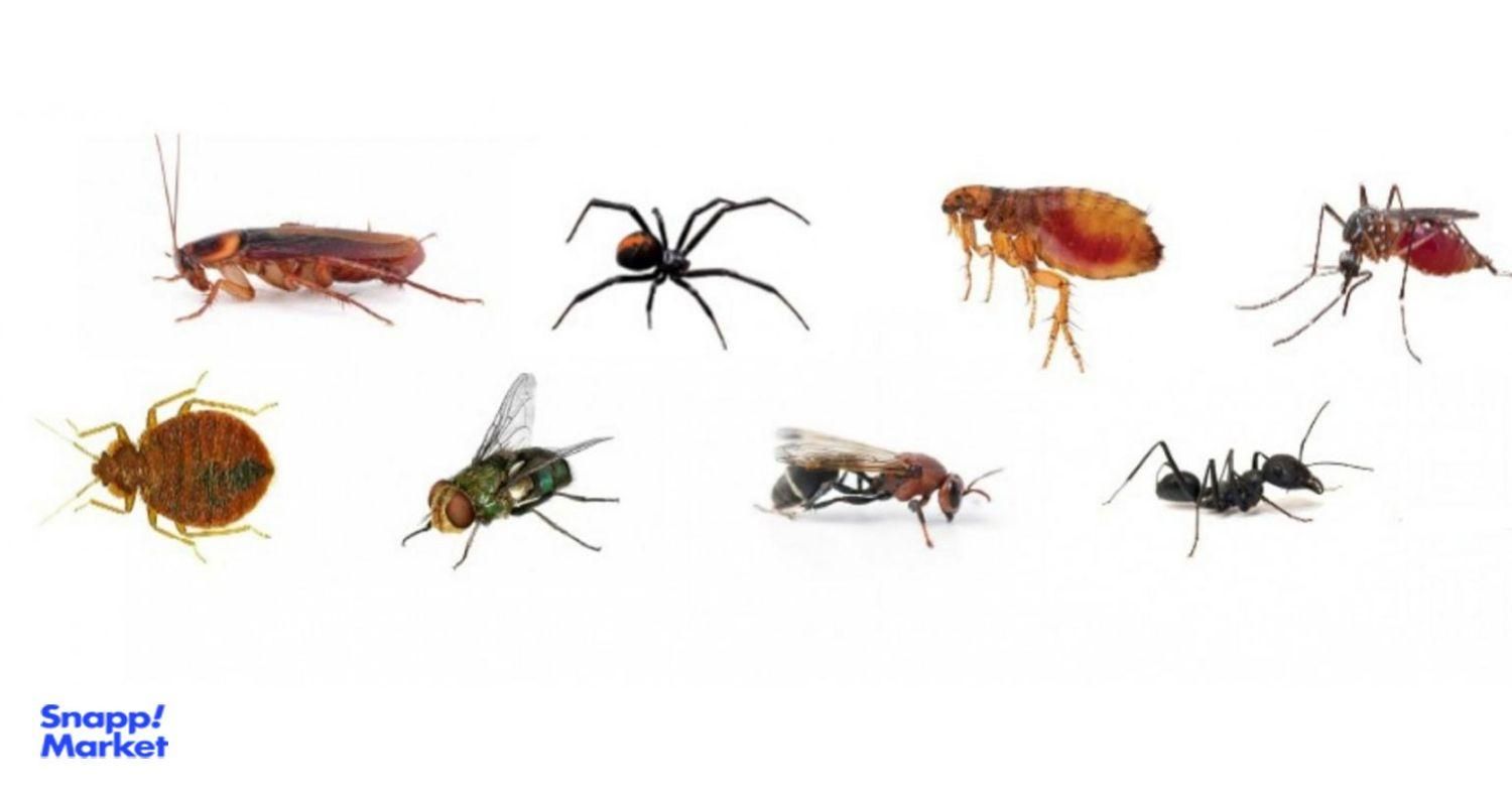 سم پاشی...زاهدان|خدمات نظافت|زاهدان, |دیوار