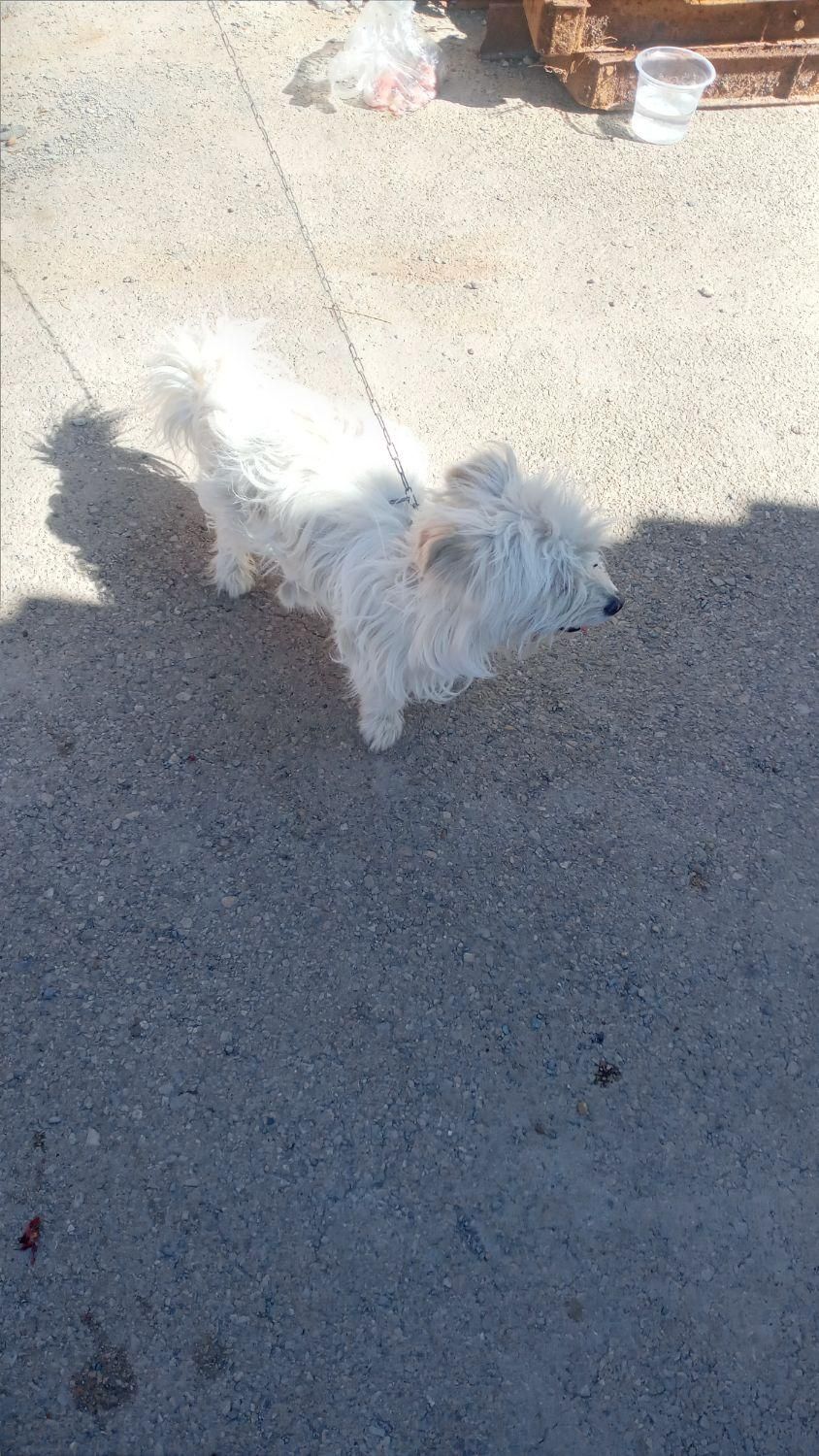 یک عددسگ پاکوتاه نر بفروش میرسد قیمت ۱۳۰۰|سگ|ماهان, |دیوار