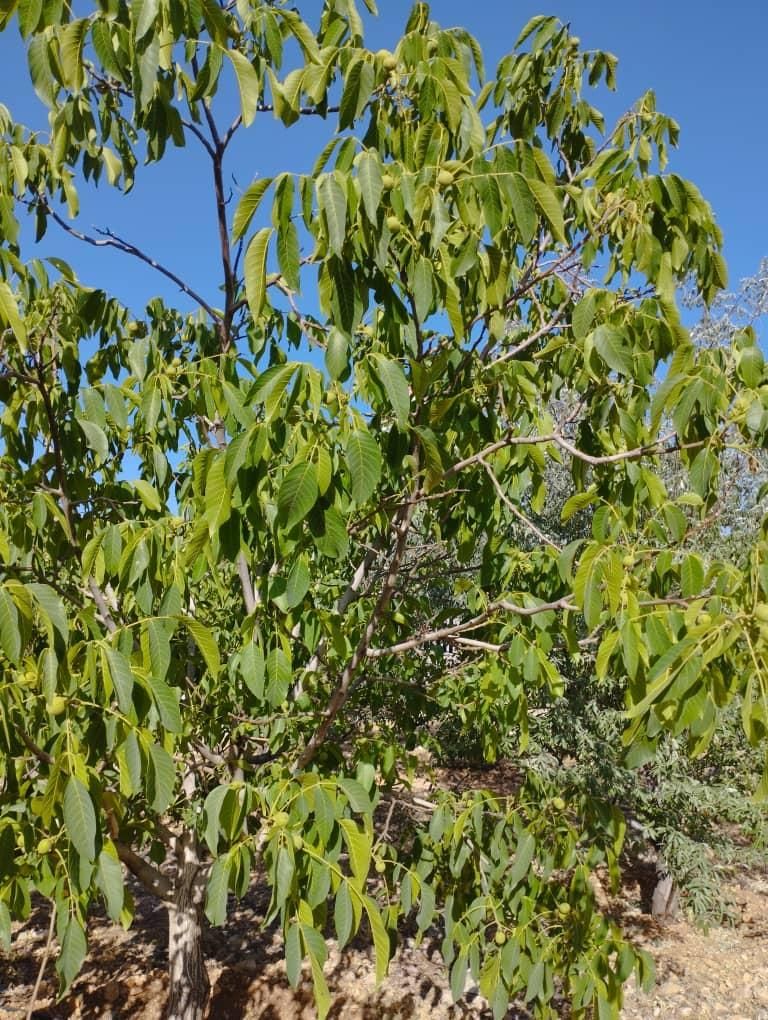 باغچه‌ هماشهر با موقعیت استثنایی|فروش زمین و ملک کلنگی|شیراز, زرهی|دیوار