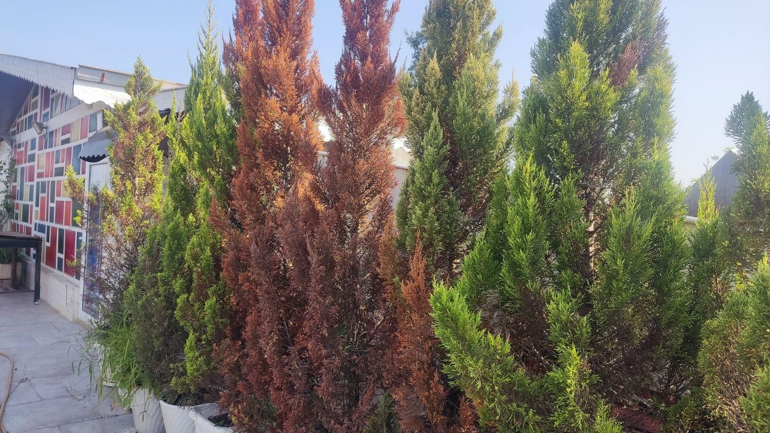 سم پاشی و قارچکشی ویلا و باغ کوچک و بزرگ|خدمات باغبانی و درختکاری|رشت, سعدی (تختی)|دیوار