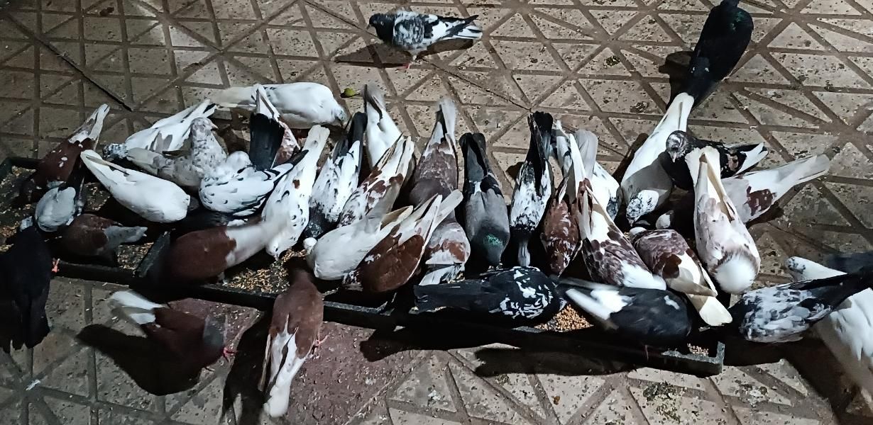 کبوترهای پرشی زینتی در همه رنگ|پرنده|رستمآباد, |دیوار