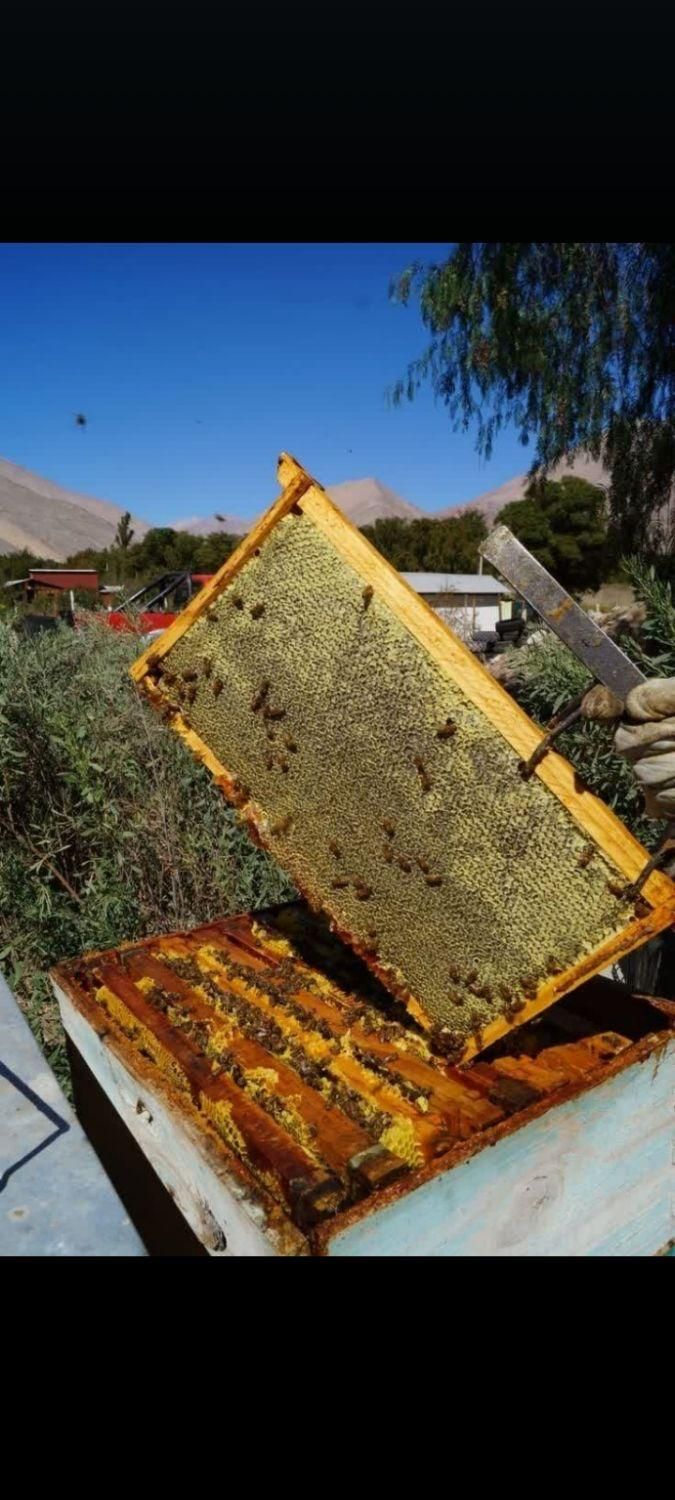 عسل عمده|عمده‌فروشی|شیراز, شهرک کوشکک|دیوار
