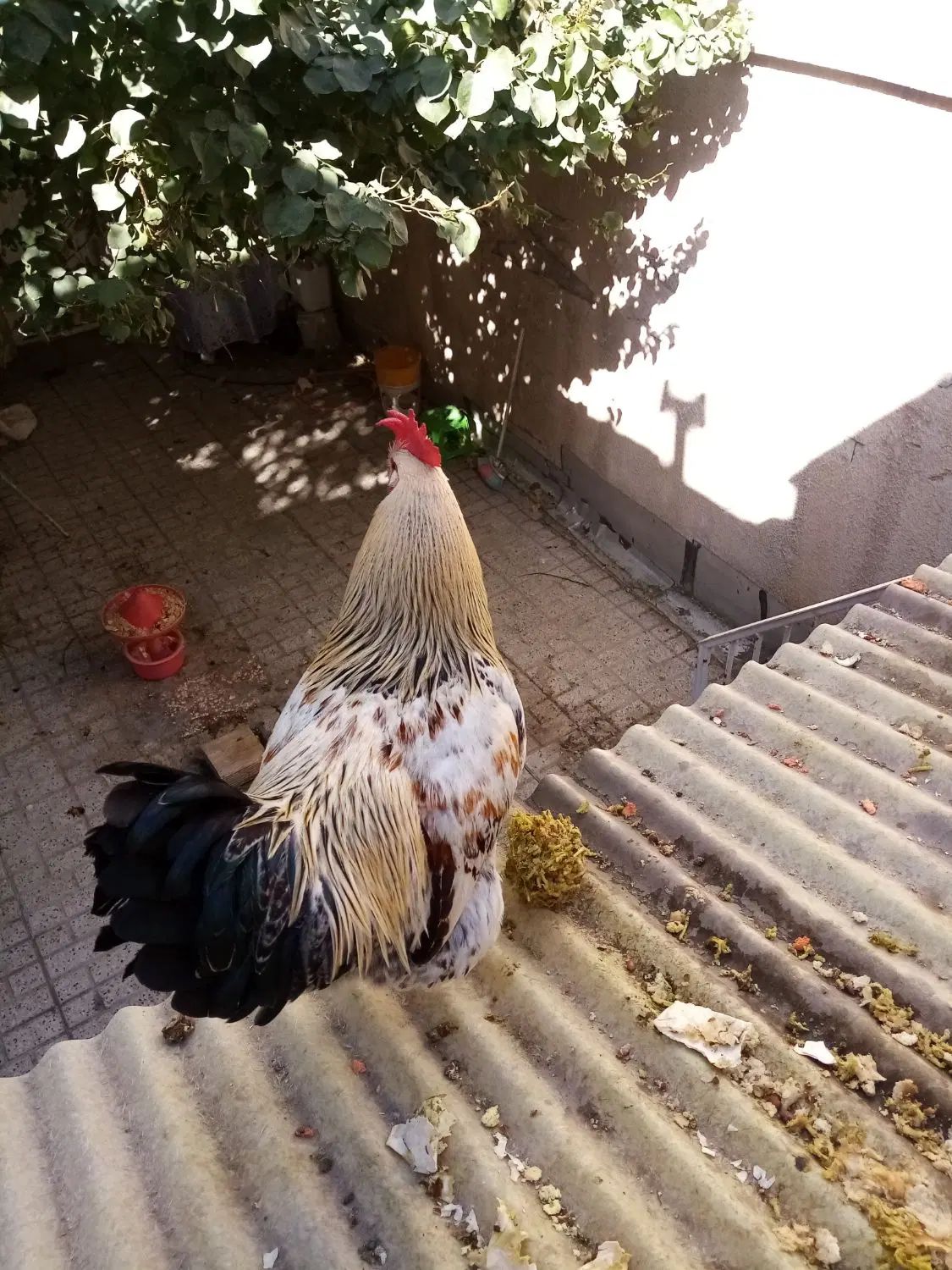 خروس|حیوانات مزرعه|مشهد, کوشش|دیوار