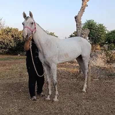 اسب... مادیان یسر خارجی نژاد هلشتاین|اسب و تجهیزات اسب‌سواری|تهران, والفجر (افسریه)|دیوار