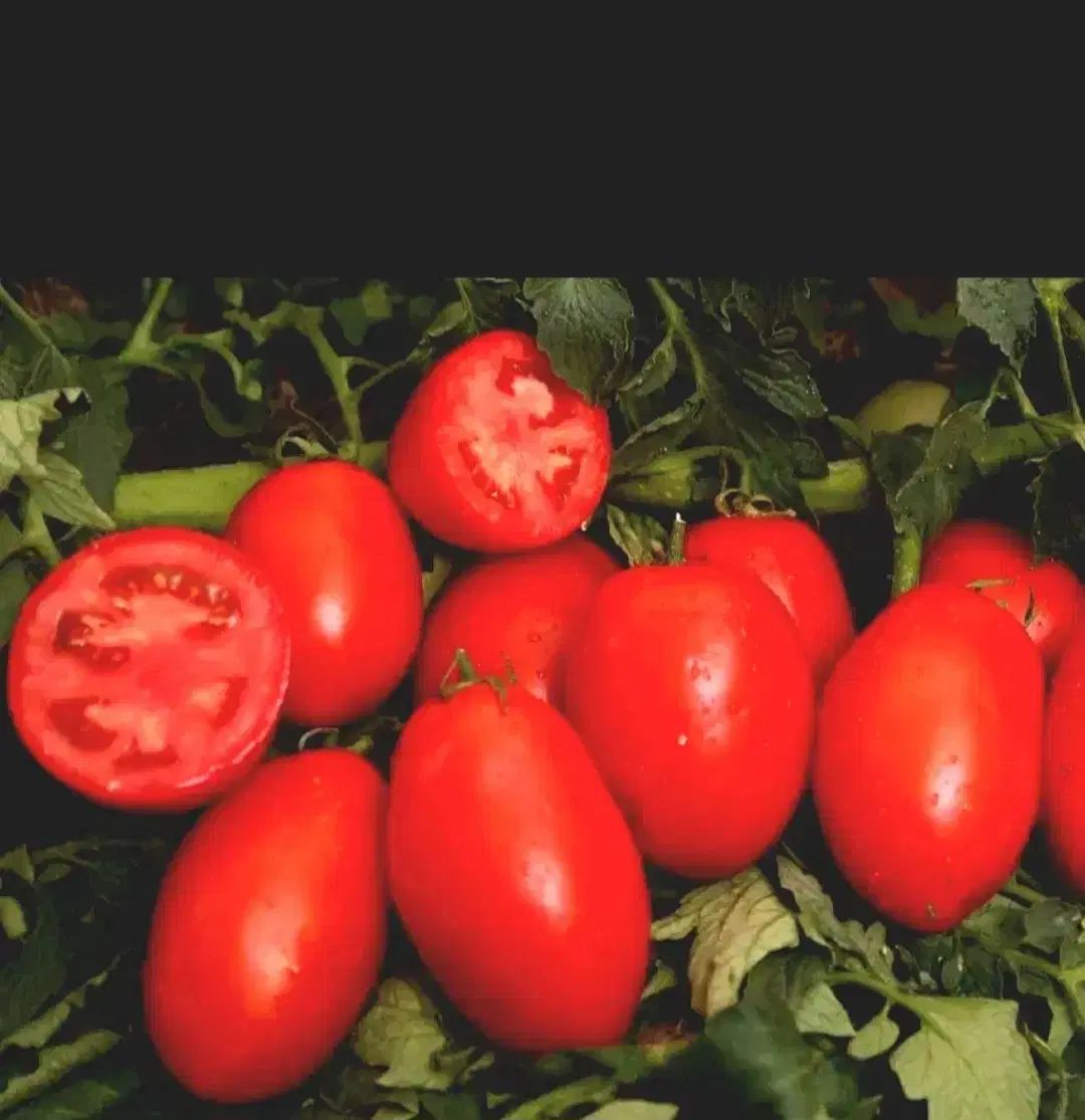 گوجه بهترین قیمت بهترین کیفیت تحویل درب منزل|خوردنی و آشامیدنی|لالجین, |دیوار