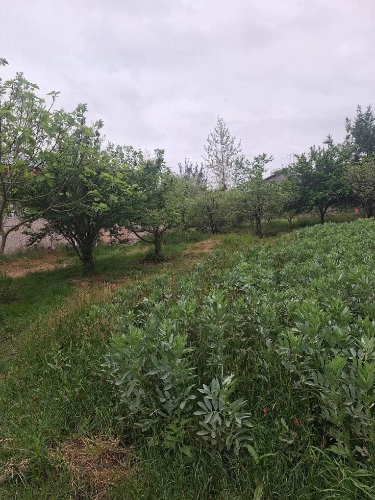 زمین/ مسکونی / ۲۵۰۰متری / چماچائی|فروش زمین و ملک کلنگی|رشت, منظریه|دیوار