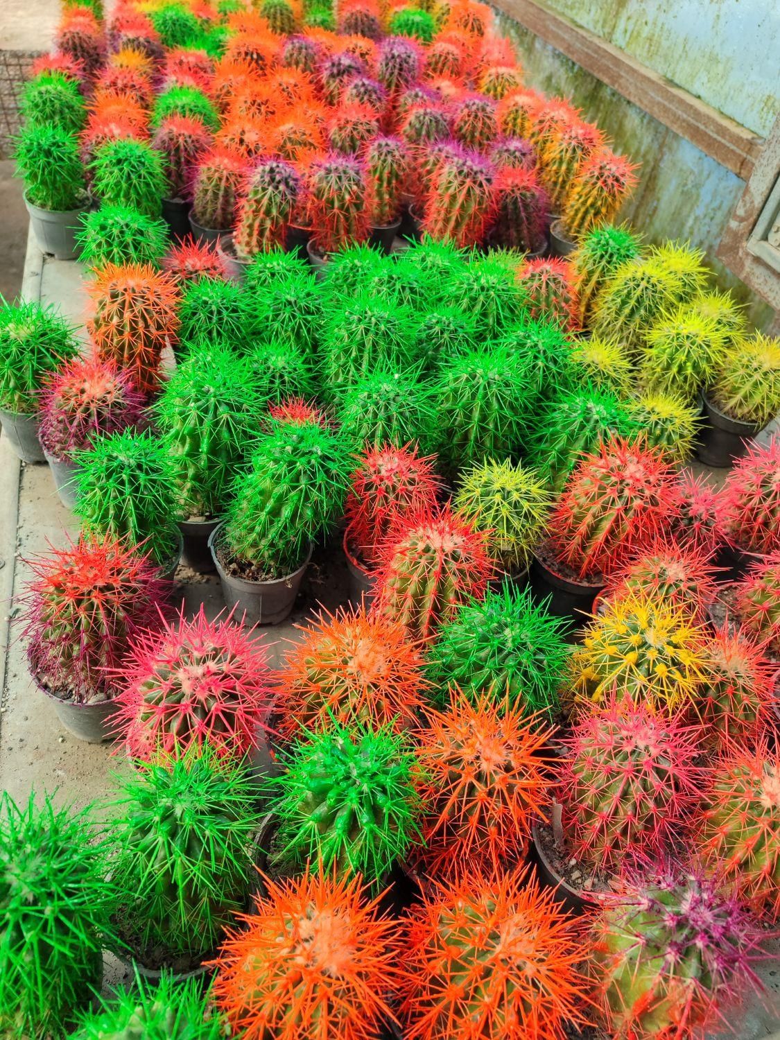 مرکز پخش کاکتوس اچینو رنگی|گل و گیاه طبیعی|گرگان, |دیوار