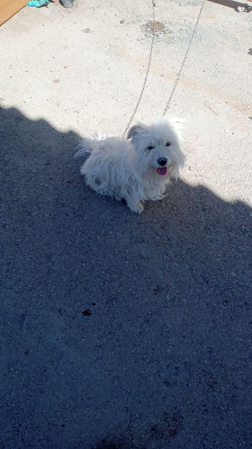 یک عددسگ پاکوتاه نر بفروش میرسد قیمت ۱۳۰۰|سگ|ماهان, |دیوار