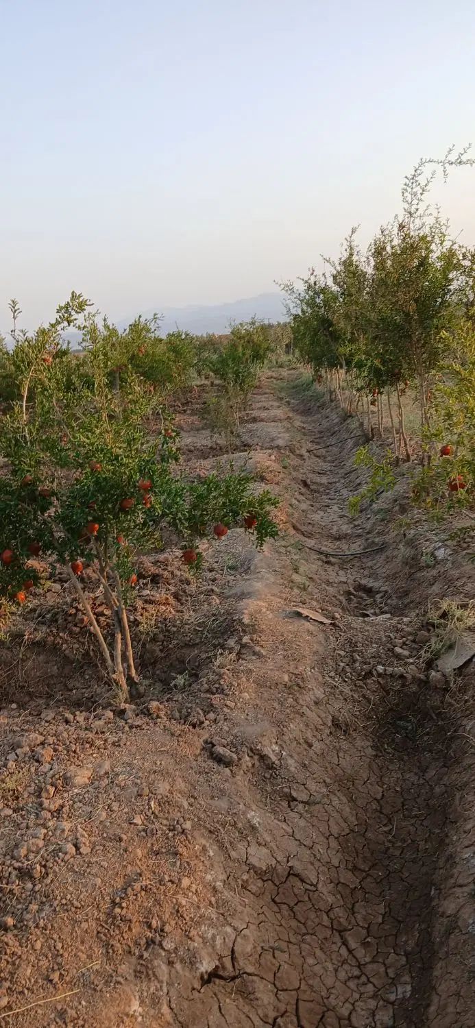 باغچه دارای درختان ۷ ساله ی بارده و استخر بزرگ|فروش خانه و ویلا|قم, انسجام|دیوار