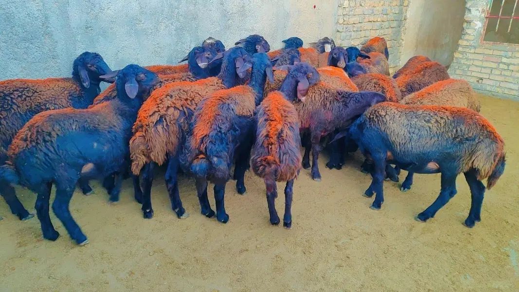 ۲۲  بره ماده پارسالی غزل افشار پای قوچ فروشی.. میش|حیوانات مزرعه|مشهد, طرق|دیوار